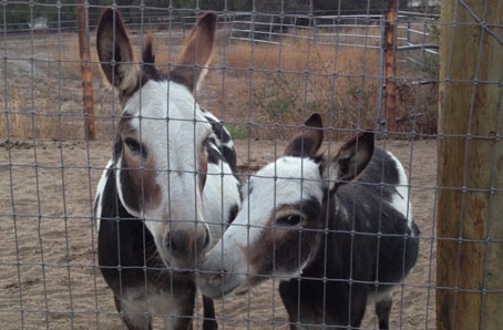 Ranch animals at Denim n Dirt Ranch