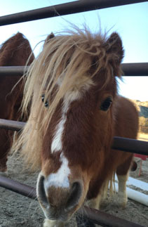 Ranch animals at Denim n Dirt Ranch