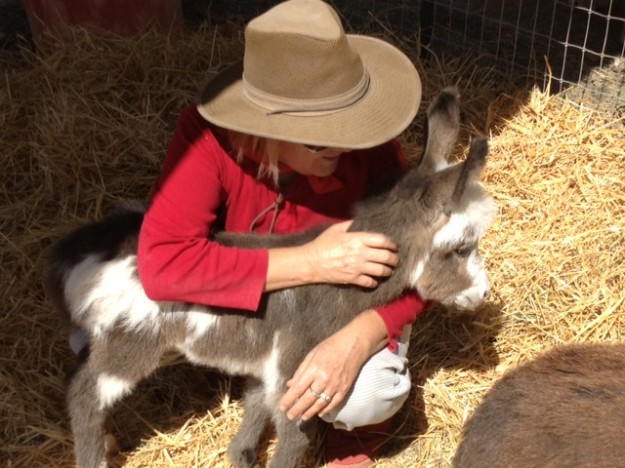 Ranch animals at Denim n Dirt Ranch