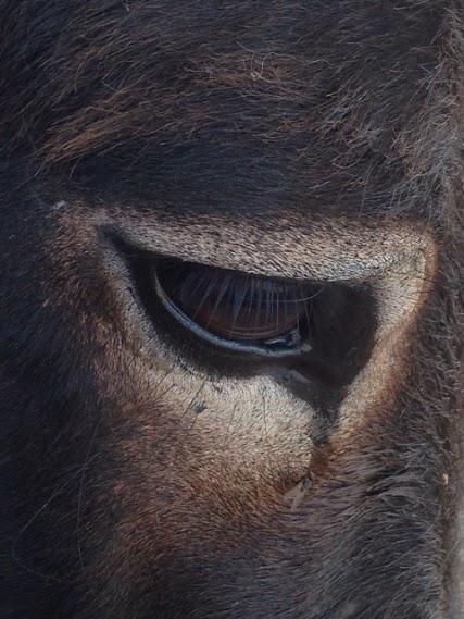 donkey feeling eye